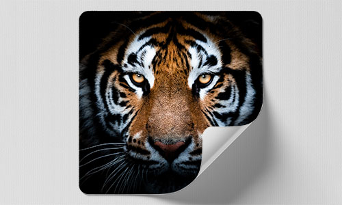 Square Tiger Sticker